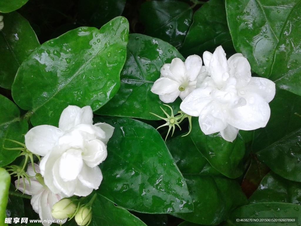 茉莉花