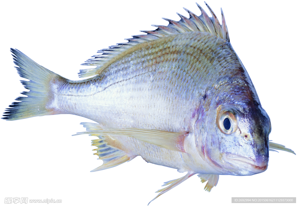 深海魚