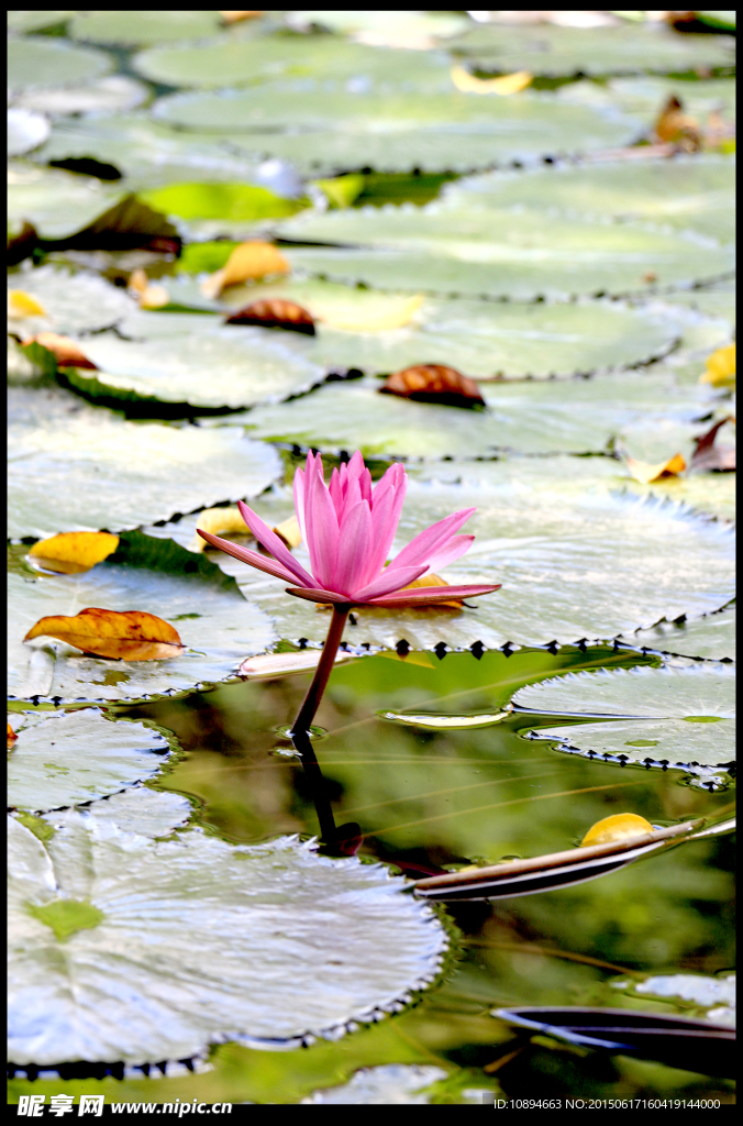 蓮花