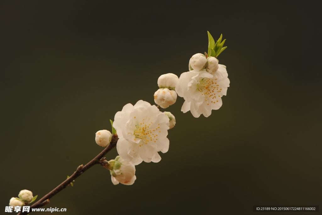 梅花