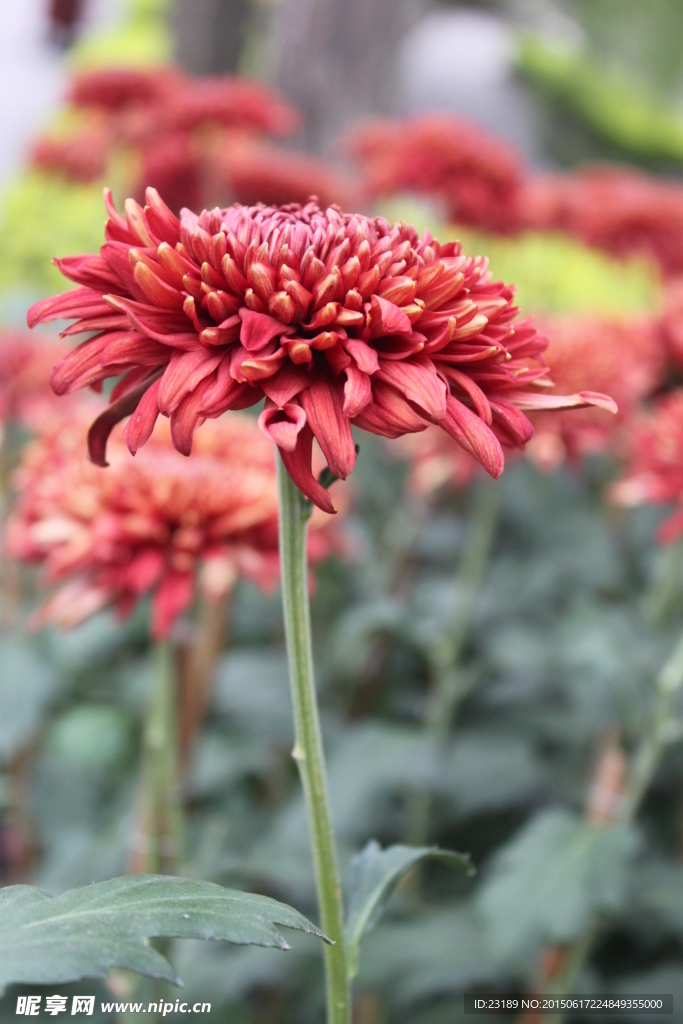 菊花
