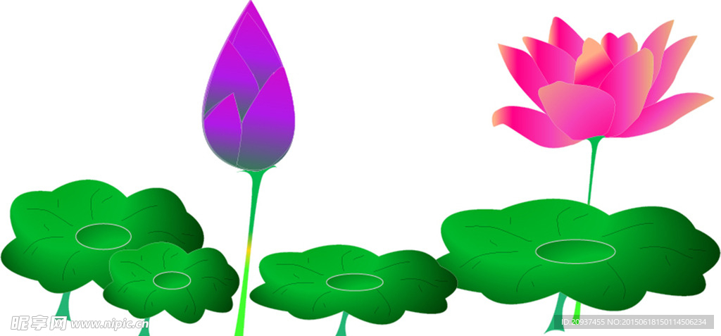 荷花