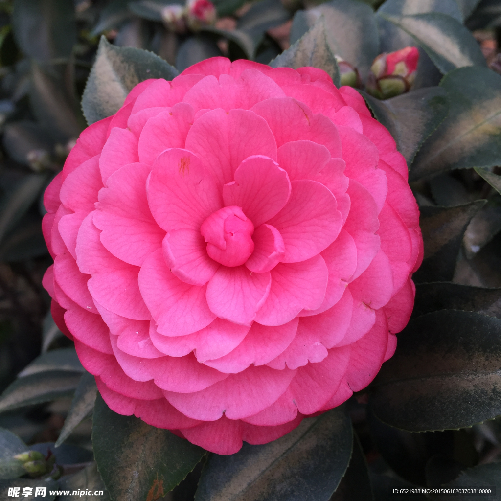 貝拉大玫瑰