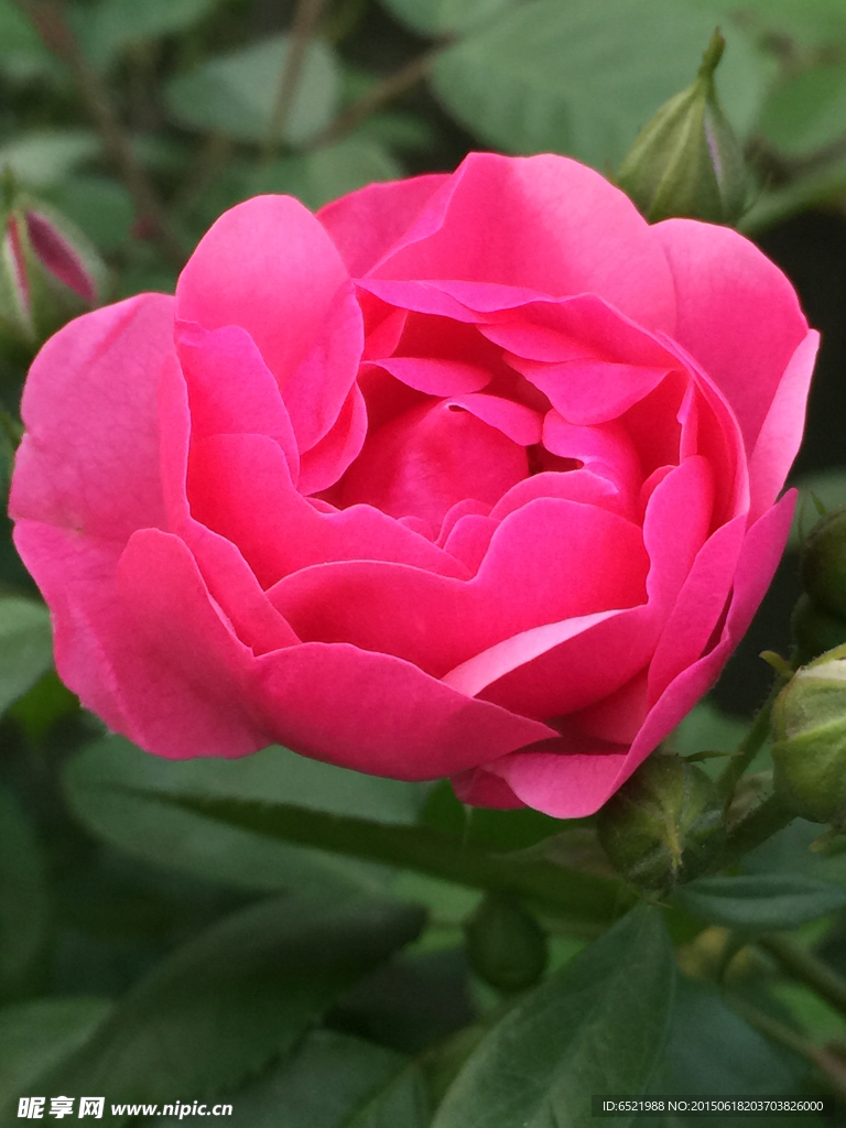 月季花