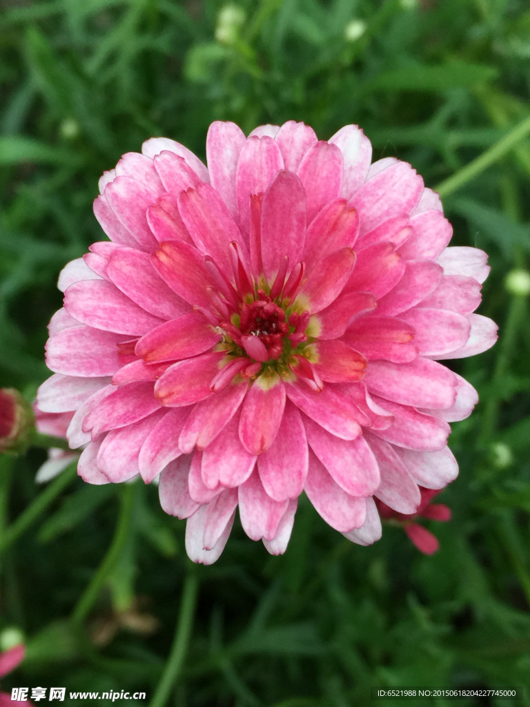 金盞菊