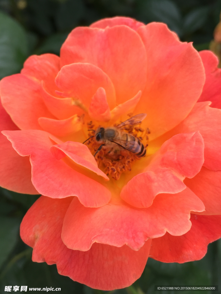 蜜蜂