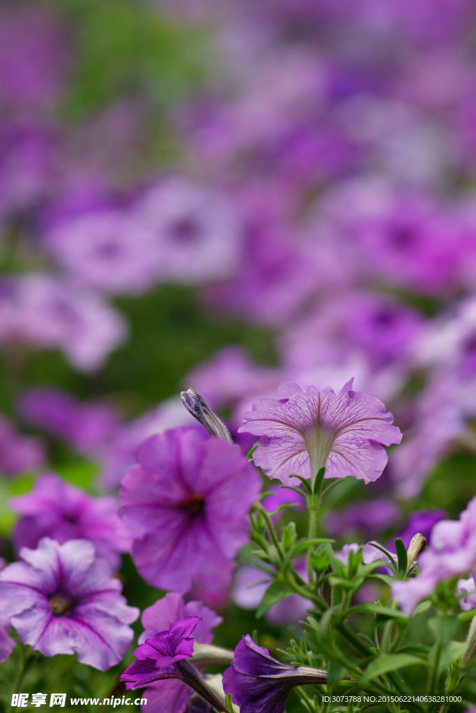 牽牛花