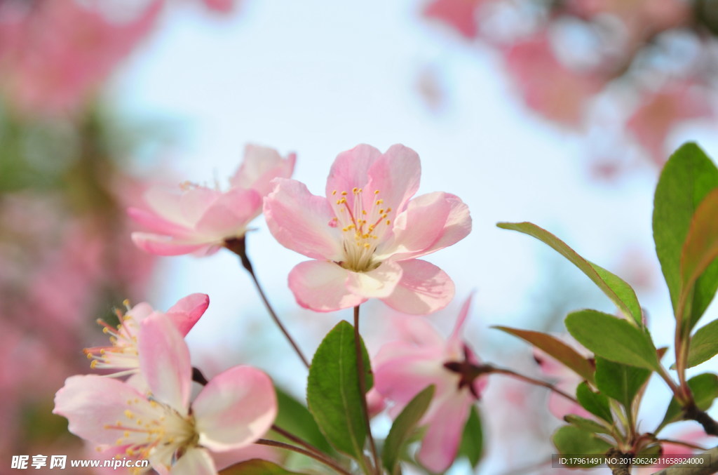 唯美桃花