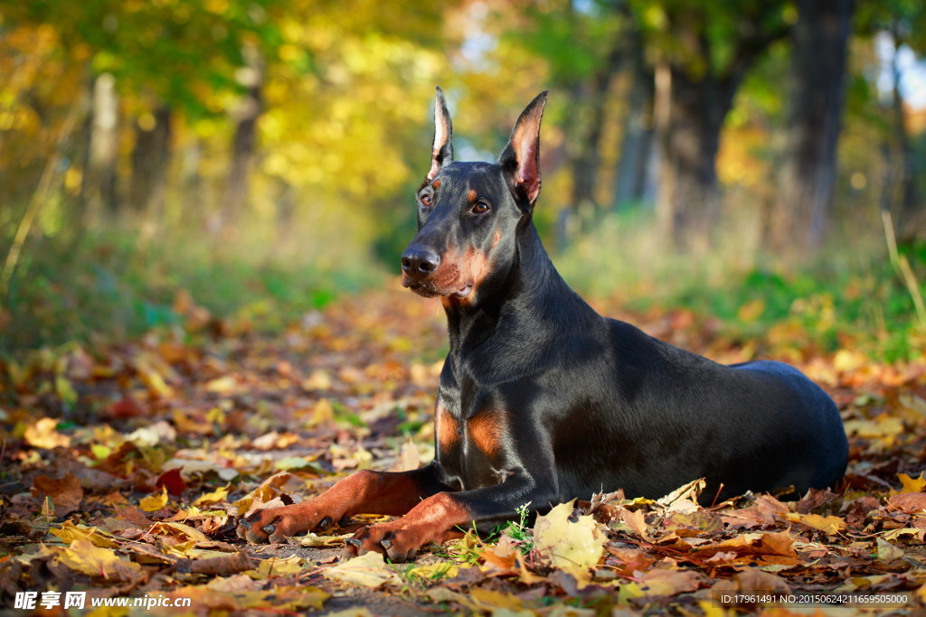 可愛杜賓犬