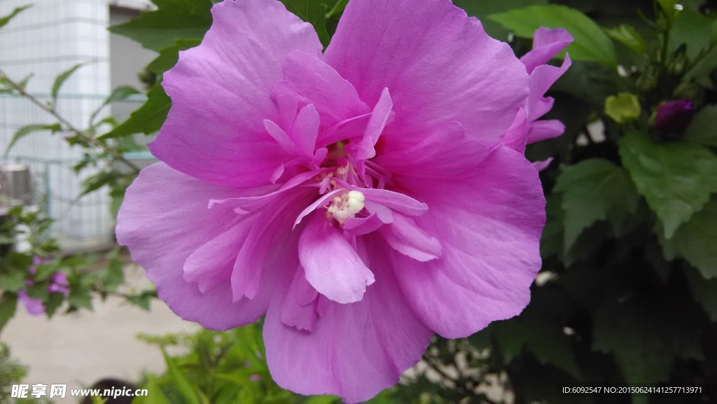 木槿花