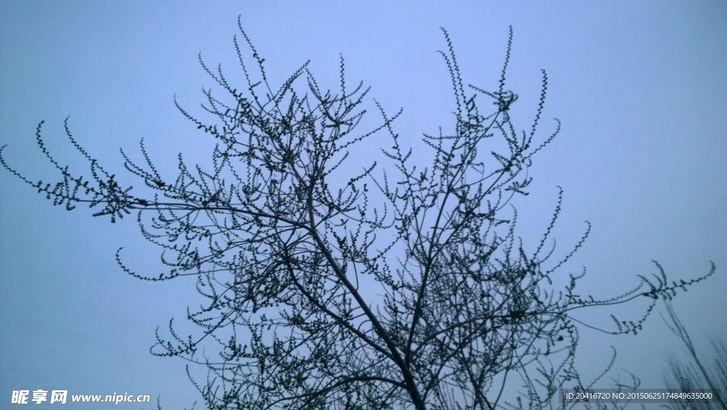 滿樹的花苞