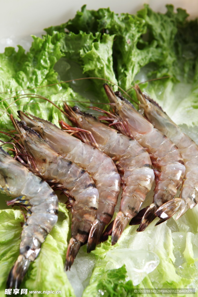 對(duì)蝦