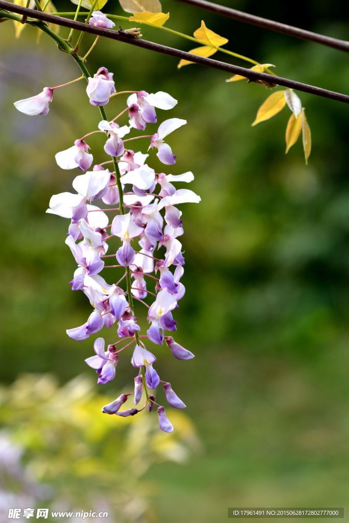 紫藤花