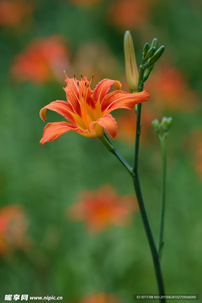 萱草花