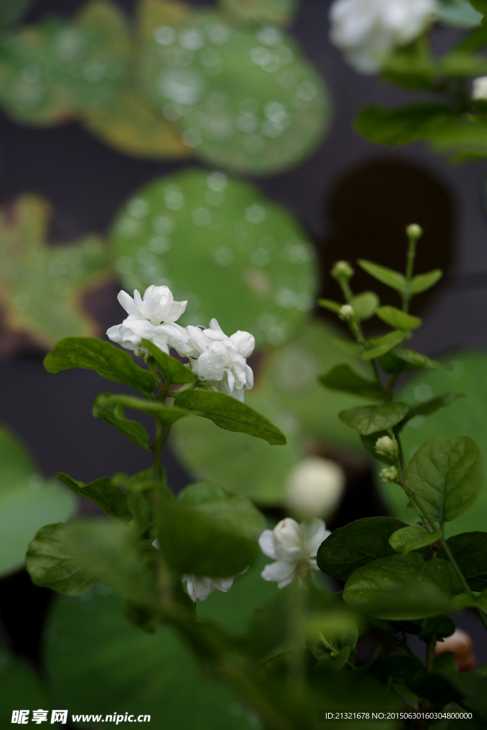 茉莉