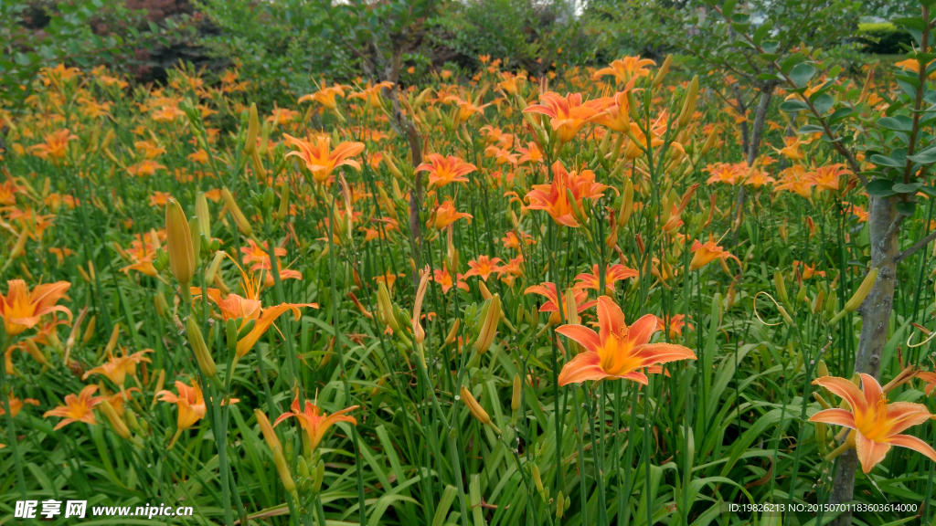 橙色百合 花叢