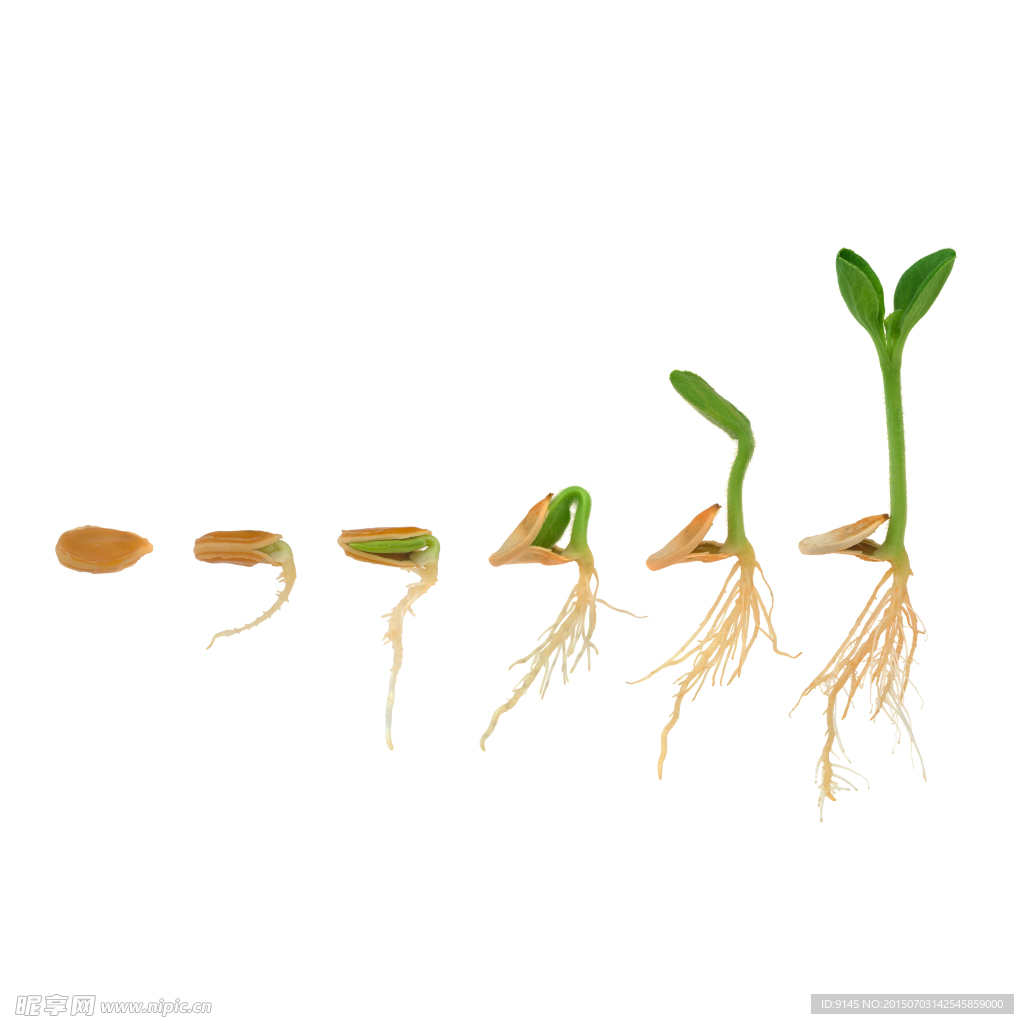 种子生长过程