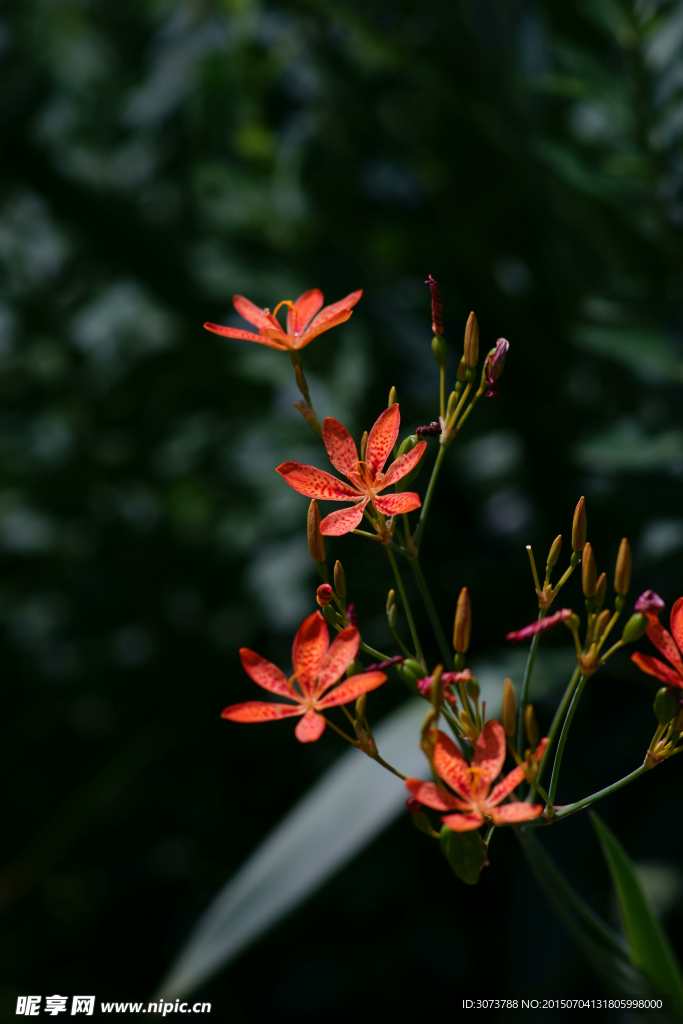 萱草花