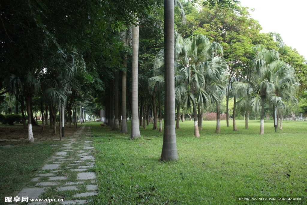 公園椰樹