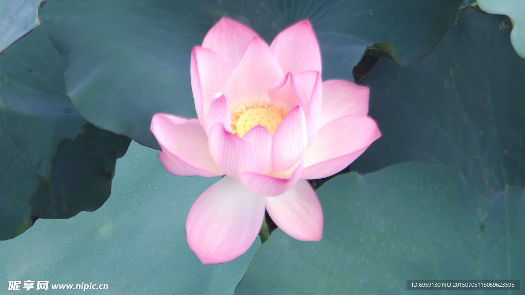 荷花
