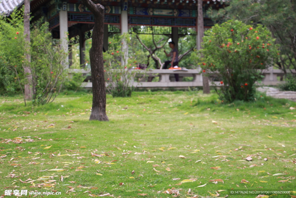 大明湖樹蔭草地