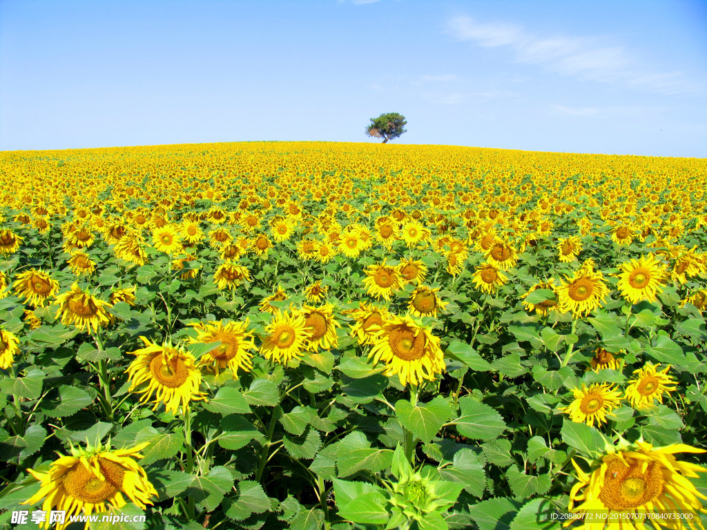 太陽花
