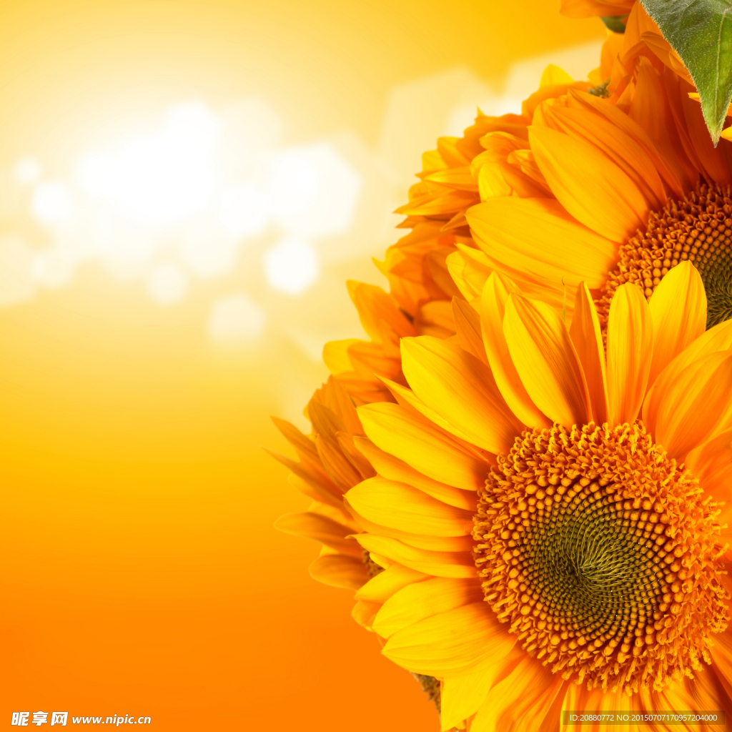 太陽花