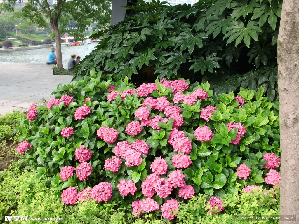 綠葉紅花攝影
