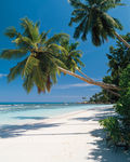 沙滩与椰树
