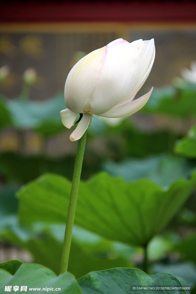 高清荷花攝影