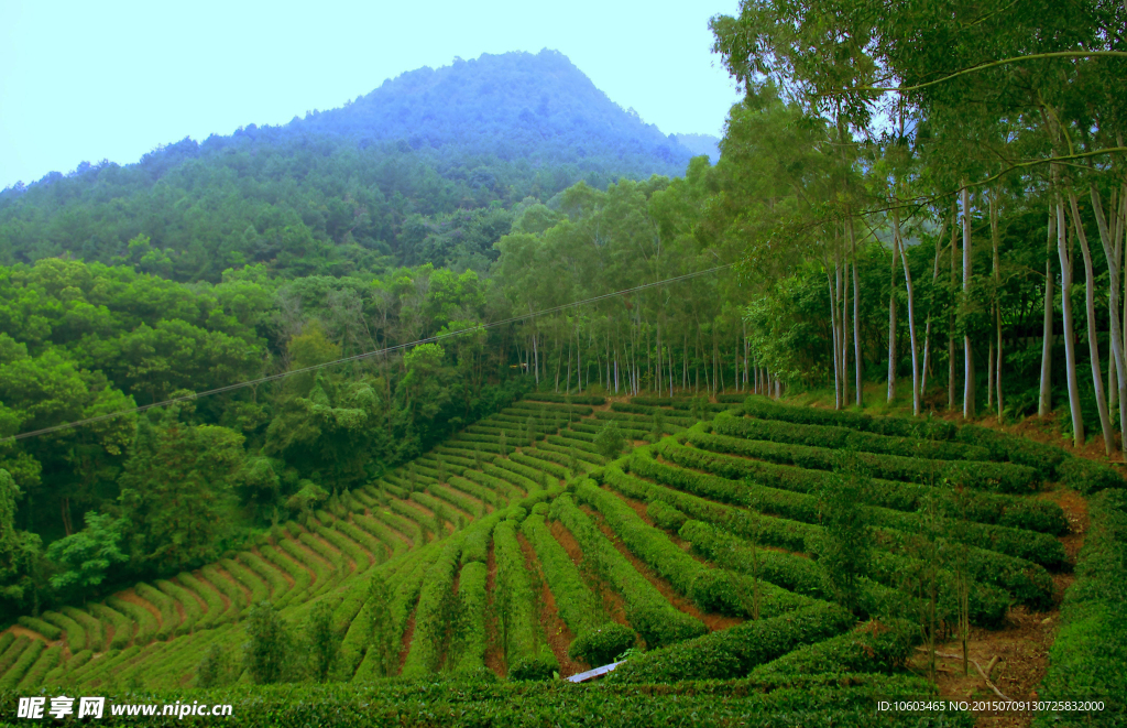 茶田旅游 果林度假