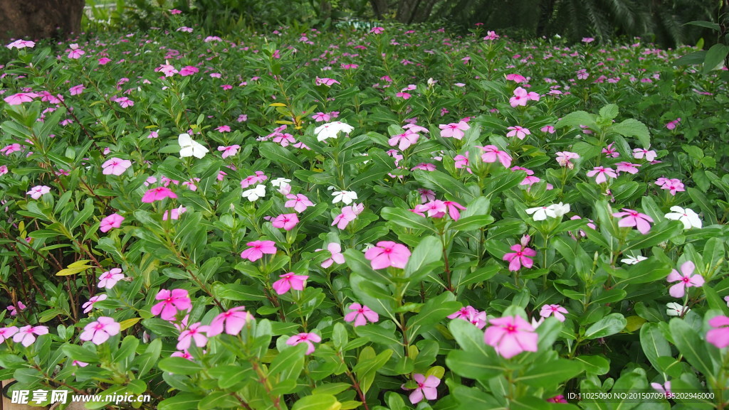 五瓣花