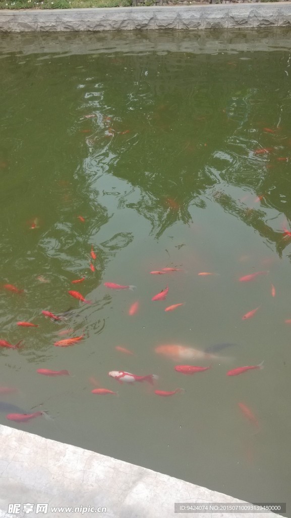 魚水情