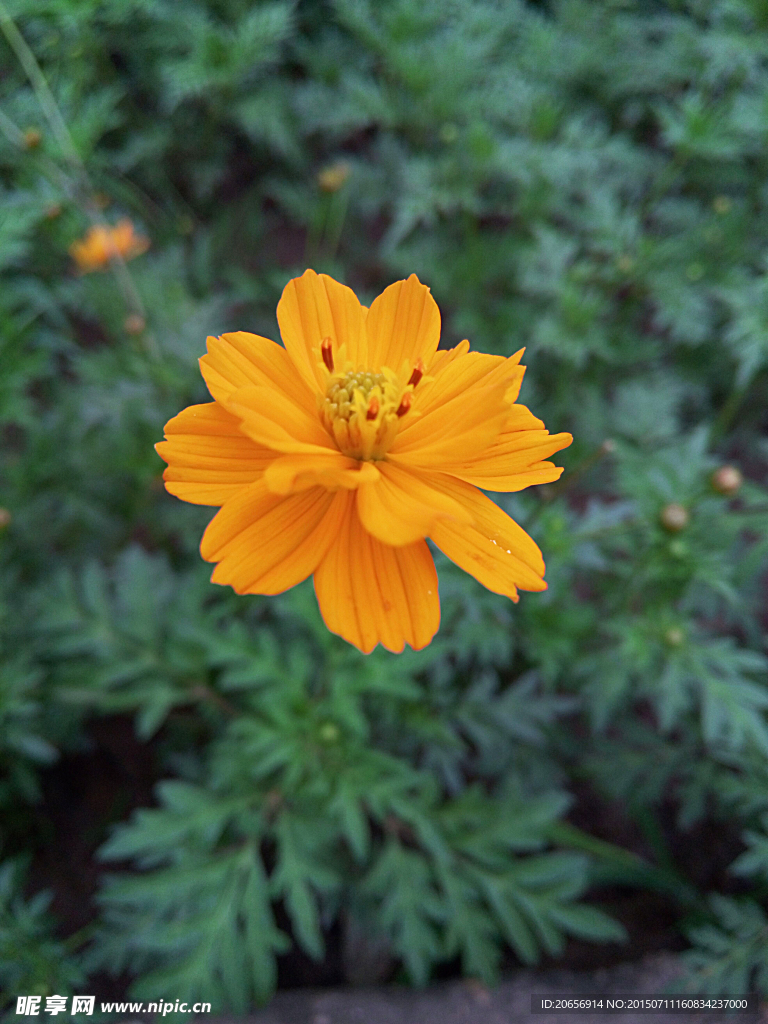 菊花