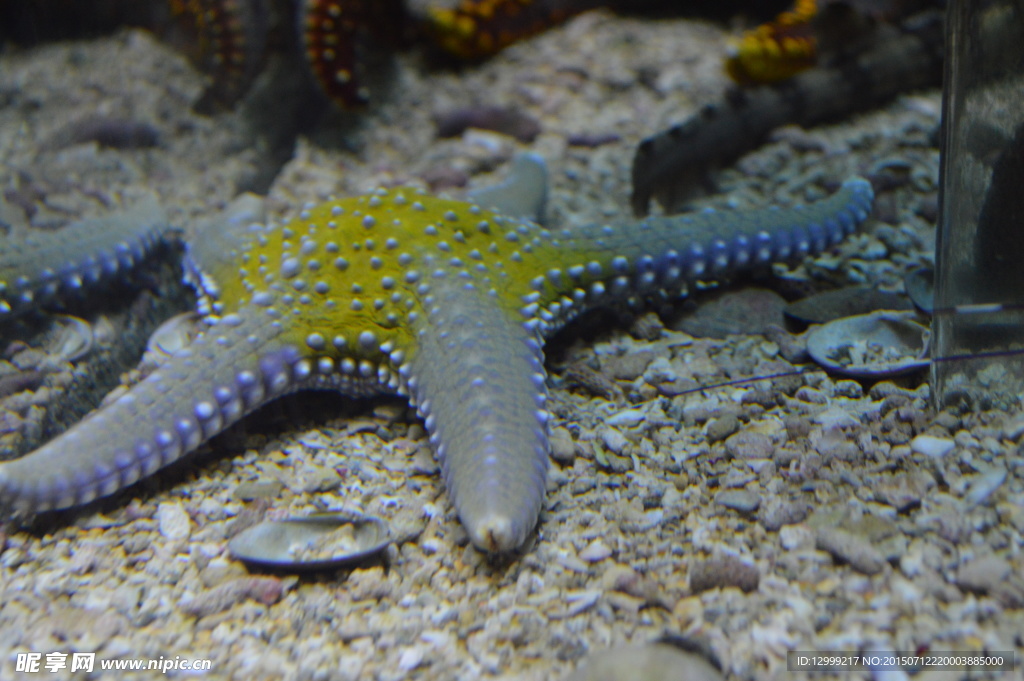 海洋生物海星