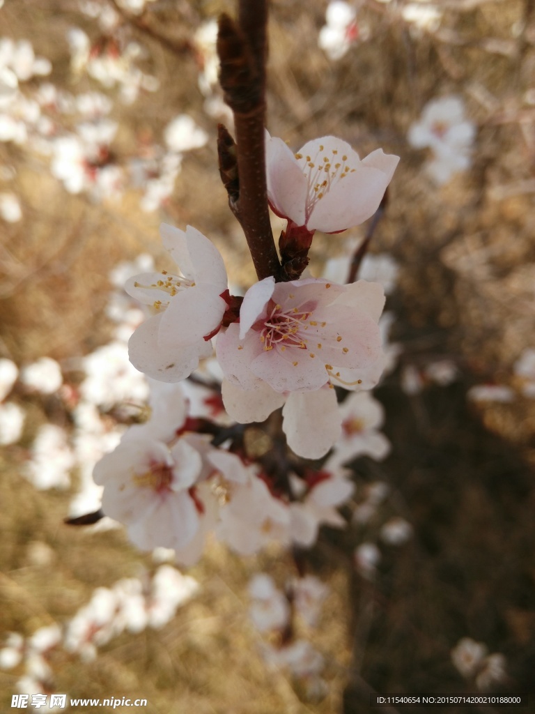 開放的杏花