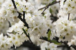 李子花