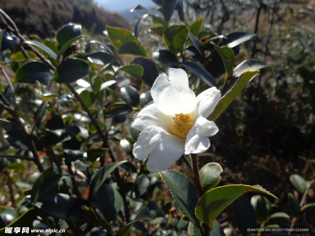 山茶花 白茶 茶花