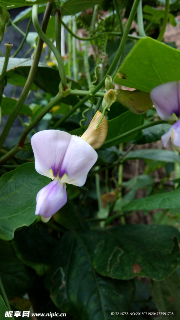 豆角花