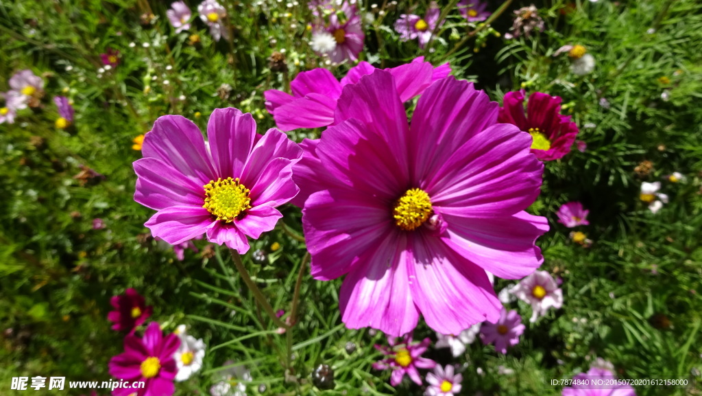 小紅花
