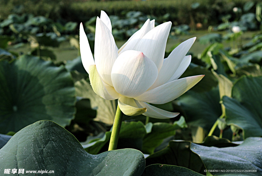 白蓮花