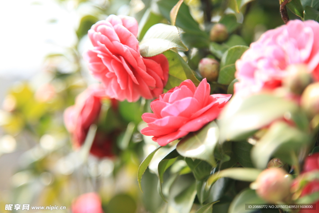 茶花 春天 風景 攝影  光影