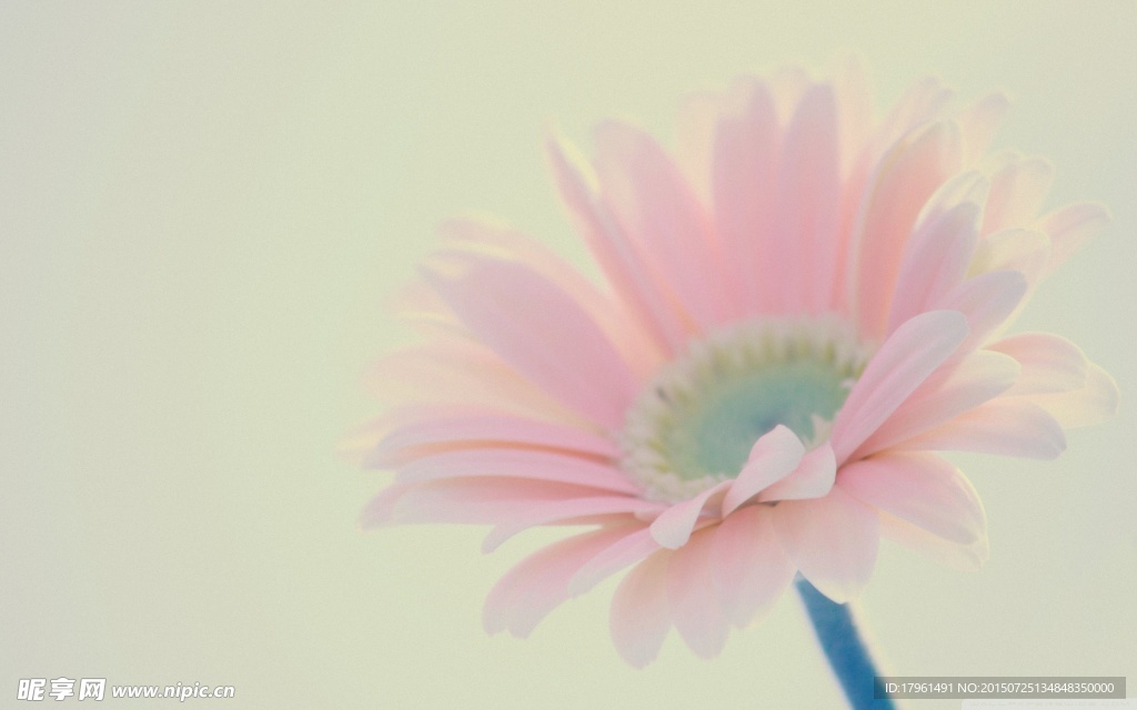 唯美雛菊