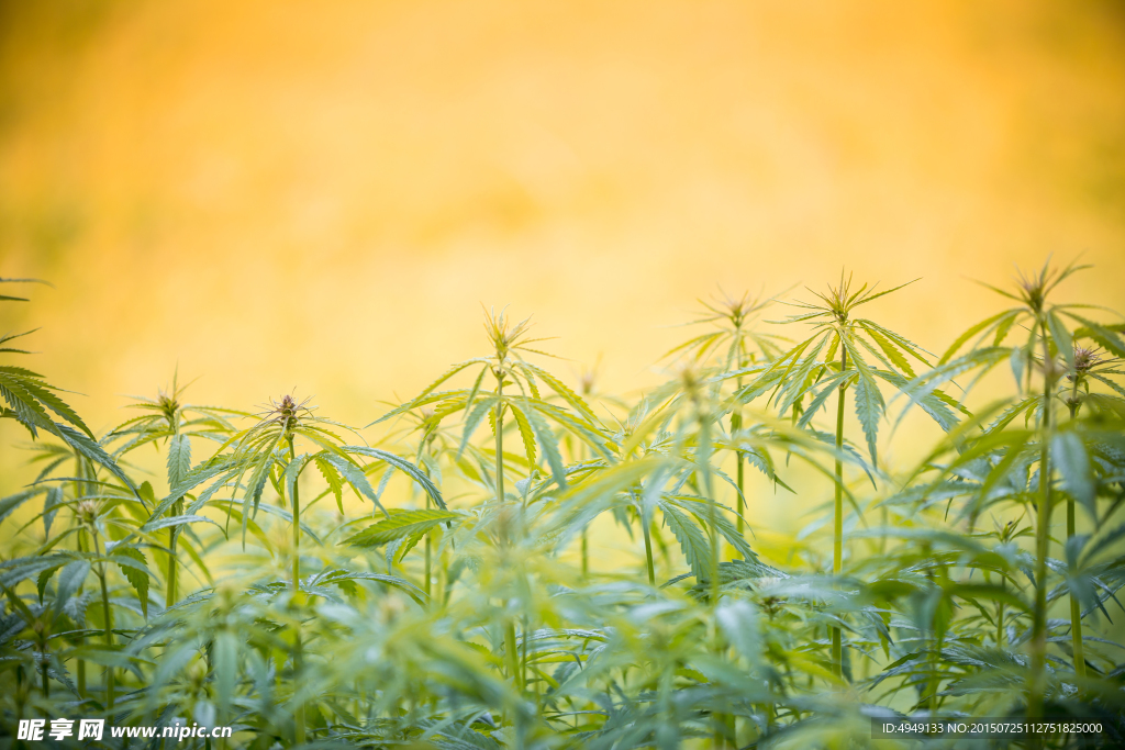 野生大麻