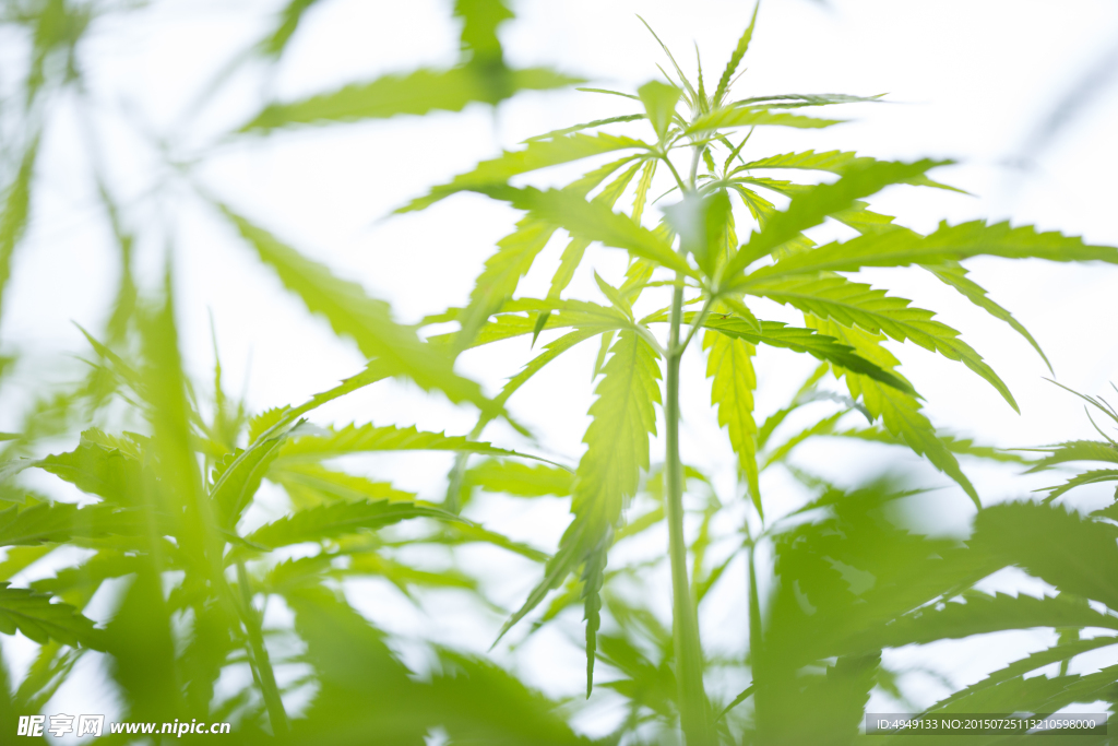 野生大麻