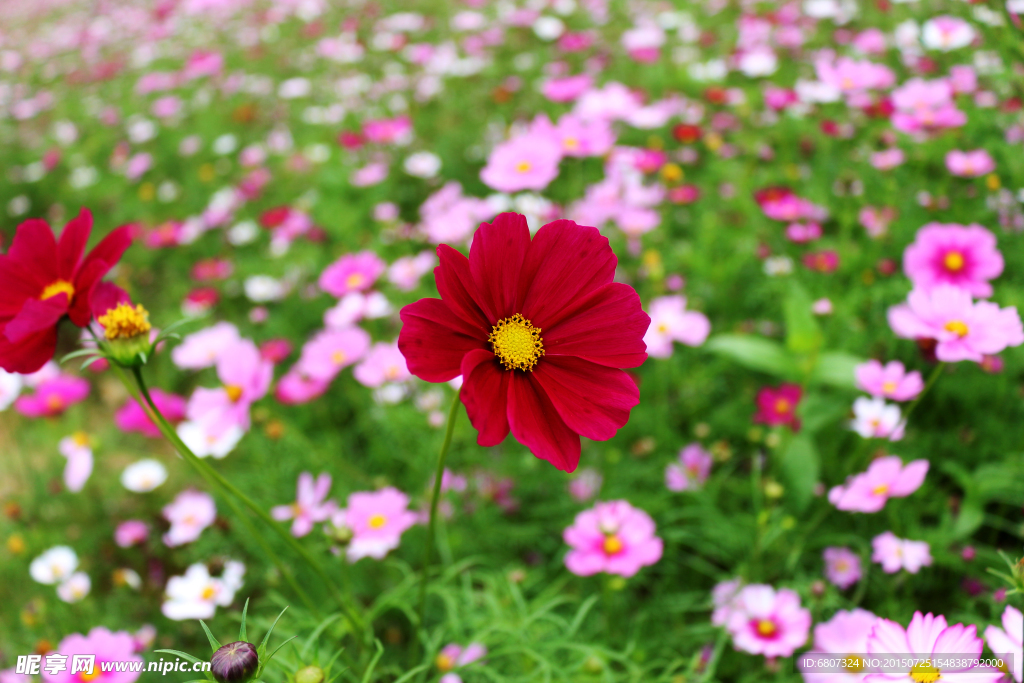 波斯菊