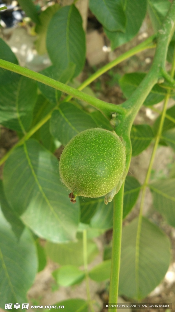 小核桃
