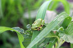 绿草青蛙图片