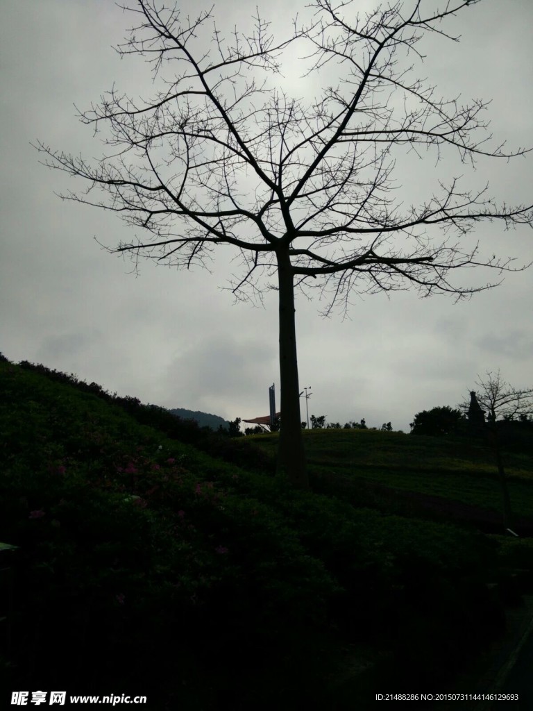樹木