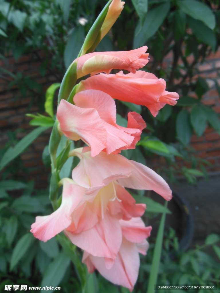 劍蘭花